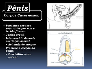 Pênis
Corpos Cavernosos.

• Pequenos espaços
  separados por mm e
  tecido fibroso.
• Tecido erétil.
• Intumescido durante
  excitação sexual.
  • Acúmulo de sangue.
• Promove a ereção do
  pênis.
  • Possibilita o ato
    sexual.
 