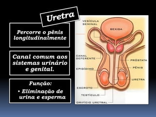 Percorre o pênis
longitudinalmente


Canal comum aos
sistemas urinário
     e genital.

      Função:
 • Eliminação de
 urina e esperma
 