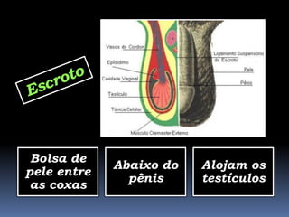 Bolsa de
             Abaixo do   Alojam os
pele entre
               pênis     testículos
 as coxas
 
