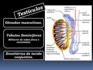 Gônadas masculinas.


Túbulos Seminíferos
 Milhares de tubos finos e
       enovelados.




Envoltórios de tecido
    conjuntivo.
 