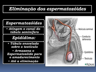 Eliminação dos espermatozóides

Espermatozóides
• Atingem o canal do
   túbulo seminífero
   Epidídimo:
• Túbulo enovelado
   sobre o testículo
    • Armazena o
Espermatozóide para
  o amadurecimento
 • Até a eliminação
 