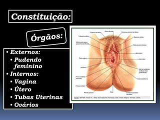 Constituição:


• Externos:
  • Pudendo
    feminino
• Internos:
  • Vagina
  • Útero
  • Tubas Uterinas
  • Ovários
 