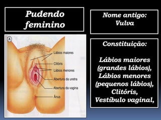 Pudendo      Nome antigo:
feminino        Vulva


             Constituição:

             Lábios maiores
            (grandes lábios),
             Lábios menores
           (pequenos lábios),
                Clitóris,
           Vestíbulo vaginal,
 