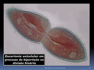 Eucarionte unicelular em
processo de bipartição ou
     divisão binária
                            Reprodução - Prof. Albano Novaes.   6
 
