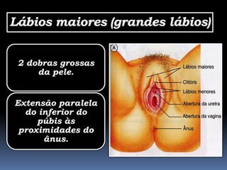 Lábios maiores (grandes lábios)


 2 dobras grossas
     da pele.


Extensão paralela
  do inferior do
     púbis às
 proximidades do
      ânus.
 