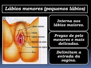 Lábios menores (pequenos lábios)

                     Interna aos
                   lábios maiores.

                   Pregas de pele
                   menores e mais
                     delicadas.

                    Delimitam a
                    entrada da
                      vagina.
 
