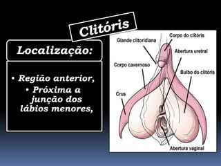 Localização:

• Região anterior,
   • Próxima a
     junção dos
  lábios menores,
 