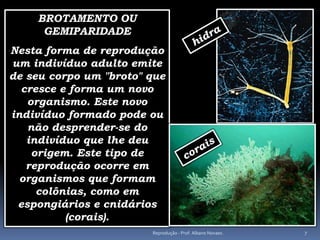 BROTAMENTO OU
     GEMIPARIDADE
Nesta forma de reprodução
um indivíduo adulto emite
de seu corpo um "broto" que
  cresce e forma um novo
   organismo. Este novo
indivíduo formado pode ou
   não desprender-se do
   indivíduo que lhe deu
    origem. Este tipo de
   reprodução ocorre em
  organismos que formam
     colônias, como em
 espongiários e cnidários
          (corais).
                        Reprodução - Prof. Albano Novaes.   7
 