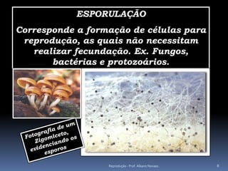 ESPORULAÇÃO
Corresponde a formação de células para
 reprodução, as quais não necessitam
   realizar fecundação. Ex. Fungos,
       bactérias e protozoários.




                  Reprodução - Prof. Albano Novaes.   8
 