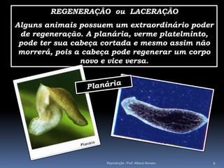 REGENERAÇÃO ou LACERAÇÃO
Alguns animais possuem um extraordinário poder
 de regeneração. A planária, verme platelminto,
 pode ter sua cabeça cortada e mesmo assim não
 morrerá, pois a cabeça pode regenerar um corpo
                novo e vice versa.




                     Reprodução - Prof. Albano Novaes.   9
 