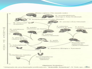 Exemplos de Seleção Natural




                              12
 