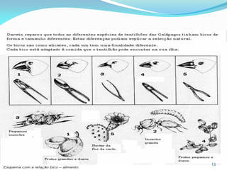 Exemplos de Seleção Natural




                              13
 