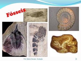 Prof. Albano Novaes - Evolução   20
 