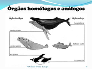 Órgãos homólogos e análogos




      Prof. Albano Novaes - Evolução   24
 