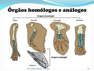 Órgãos homólogos e análogos




      Prof. Albano Novaes - Evolução   25
 