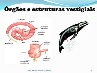 Órgãos e estruturas vestigiais




       Prof. Albano Novaes - Evolução   29
 
