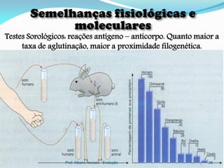 Testes Sorológicos: reações antígeno – anticorpo. Quanto maior a
     taxa de aglutinação, maior a proximidade filogenética.




                  Prof. Albano Novaes - Evolução            36
 