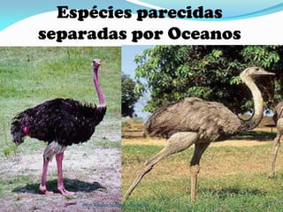 Espécies parecidas
separadas por Oceanos




    Prof. Albano Novaes - Evolução   39
 