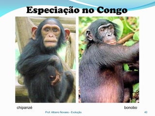Especiação no Congo




chipanzé                                    bonobo
           Prof. Albano Novaes - Evolução            40
 
