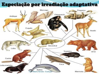 Prof. Albano Novaes - Evolução   42
 