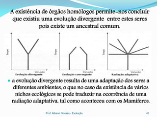 A existência de órgãos homólogos permite-nos concluir
  que existiu uma evolução divergente entre estes seres
             pois existe um ancestral comum.




 a evolução divergente resulta de uma adaptação dos seres a
  diferentes ambientes, o que no caso da existência de vários
   nichos ecológicos se pode traduzir na ocorrência de uma
 radiação adaptativa, tal como aconteceu com os Mamíferos.
                Prof. Albano Novaes - Evolução             43
 