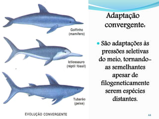 Adaptação
   convergente:

 São adaptações às
 pressões seletivas
do meio, tornando-
   as semelhantes
      apesar de
 filogeneticamente
   serem espécies
      distantes.

                  44
 