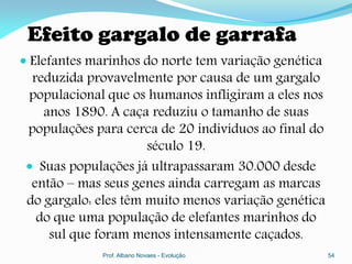 Efeito gargalo de garrafa
 Elefantes marinhos do norte tem variação genética
  reduzida provavelmente por causa de um gargalo
 populacional que os humanos infligiram a eles nos
    anos 1890. A caça reduziu o tamanho de suas
 populações para cerca de 20 indivíduos ao final do
                      século 19.
  Suas populações já ultrapassaram 30.000 desde
  então – mas seus genes ainda carregam as marcas
 do gargalo: eles têm muito menos variação genética
   do que uma população de elefantes marinhos do
     sul que foram menos intensamente caçados.
              Prof. Albano Novaes - Evolução          54
 