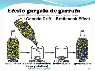 Efeito gargalo de garrafa




      Prof. Albano Novaes - Evolução   55
 