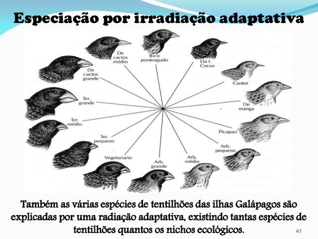 Ilha De Radiacao Adaptativa