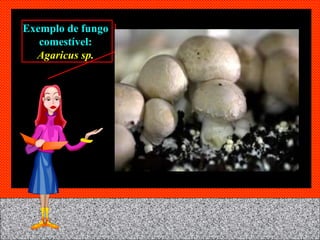 Exemplo de fungo comestível:  Agaricus sp. 