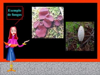 Exemplo de fungos 