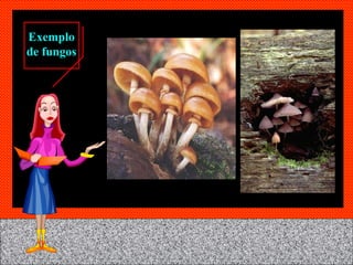 Exemplo de fungos 