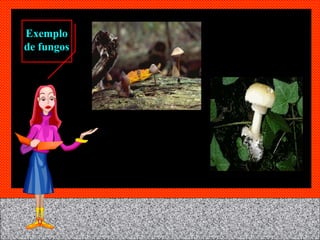 Exemplo de fungos 