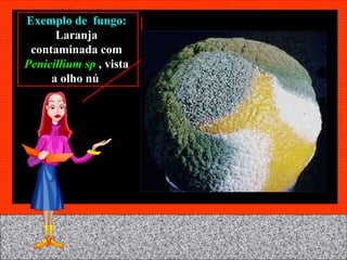 Exemplo de  fungo:  Laranja contaminada com  Penicillium sp  , vista a olho nú   