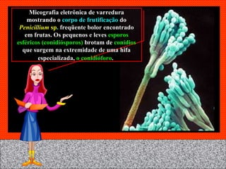 Micografia eletrônica de varredura mostrando o  corpo de frutificação  do  Penicillium  sp .  freqüente bolor encontrado em frutas.   Os pequenos e leves   esporos esféricos (conidiósporos)   brotam de  conídios  que surgem na extremidade de uma hifa especializada,  o conidióforo .   