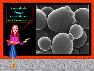 Exemplo de  fungos unicelulares:  Saccharomyce  sp 