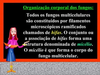 Organização corporal dos fungos: Todos os fungos multicelulares são constituídos por filamentos microscópicos ramificados chamados de  hifas . O conjunto ou a associação de  hifas  forma uma estrutura denominada de  micélio . O  micélio  é que forma o corpo do fungo multicelular. 