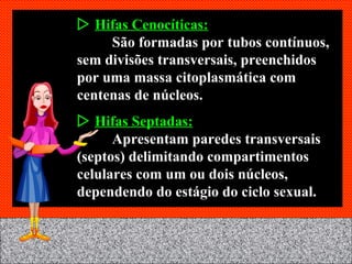    Hifas Cenocíticas: São formadas por tubos contínuos, sem divisões transversais, preenchidos por uma massa citoplasmática com centenas de núcleos.    Hifas Septadas: Apresentam paredes transversais (septos) delimitando compartimentos celulares com um ou dois núcleos, dependendo do estágio do ciclo sexual. 