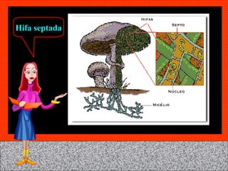 Hifa septada 
