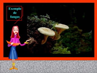 Exemplo de fungos 