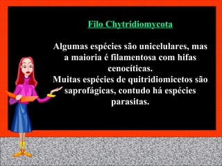 Filo Chytridiomycota Algumas espécies são unicelulares, mas a maioria é filamentosa com hifas cenocíticas. Muitas espécies de quitridiomicetos são saprofágicas, contudo há espécies parasitas. 