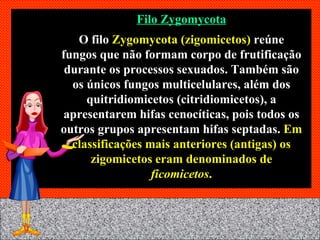 Filo Zygomycota O filo  Zygomycota (zigomicetos)  reúne fungos que não formam corpo de frutificação durante os processos sexuados. Também são os únicos fungos multicelulares, além dos quitridiomicetos (citridiomicetos), a apresentarem hifas cenocíticas, pois todos os outros grupos apresentam hifas septadas.  Em classificações mais anteriores (antigas) os zigomicetos eram denominados de  ficomicetos . 