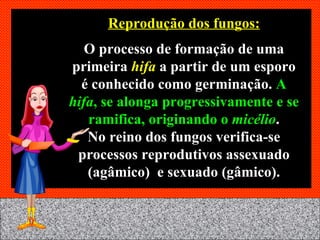 Reprodução dos fungos: O processo de formação de uma primeira  hifa  a partir de um esporo é conhecido como germinação.  A  hifa , se alonga progressivamente e se ramifica, originando o  micélio . No reino dos fungos verifica-se processos reprodutivos assexuado (agâmico)  e sexuado (gâmico). 