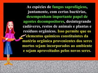As espécies de  fungos saprofágicos , juntamente, com certas bactérias,  desempenham importante papel de agentes decompositores , desintegrando cadáveres, restos de animais e plantas e resíduos orgânicos.  Isso permite que os elementos químicos constituintes da matéria orgânica provenientes dos seres mortos sejam incorporados ao ambiente e sejam aproveitados pelos novos seres . 