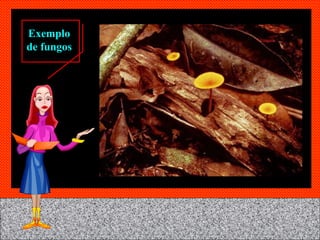 Exemplo de fungos 