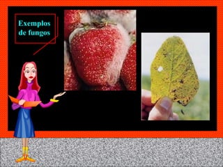 Exemplos de fungos 
