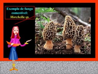 Exemplo de fungo comestível:   Morchella sp. 