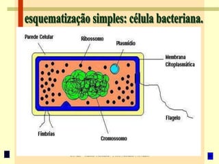 C.Nat. - Reino Monera / Prof. Albano Novaes.
A
 