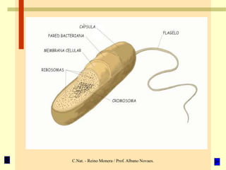 C.Nat. - Reino Monera / Prof. Albano Novaes.
 