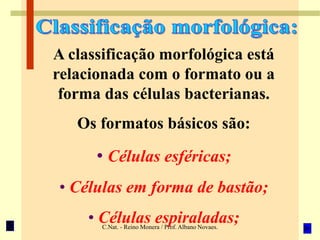 C.Nat. - Reino Monera / Prof. Albano Novaes.
A classificação morfológica está
relacionada com o formato ou a
forma das células bacterianas.
Os formatos básicos são:
• Células esféricas;
• Células em forma de bastão;
• Células espiraladas;
 